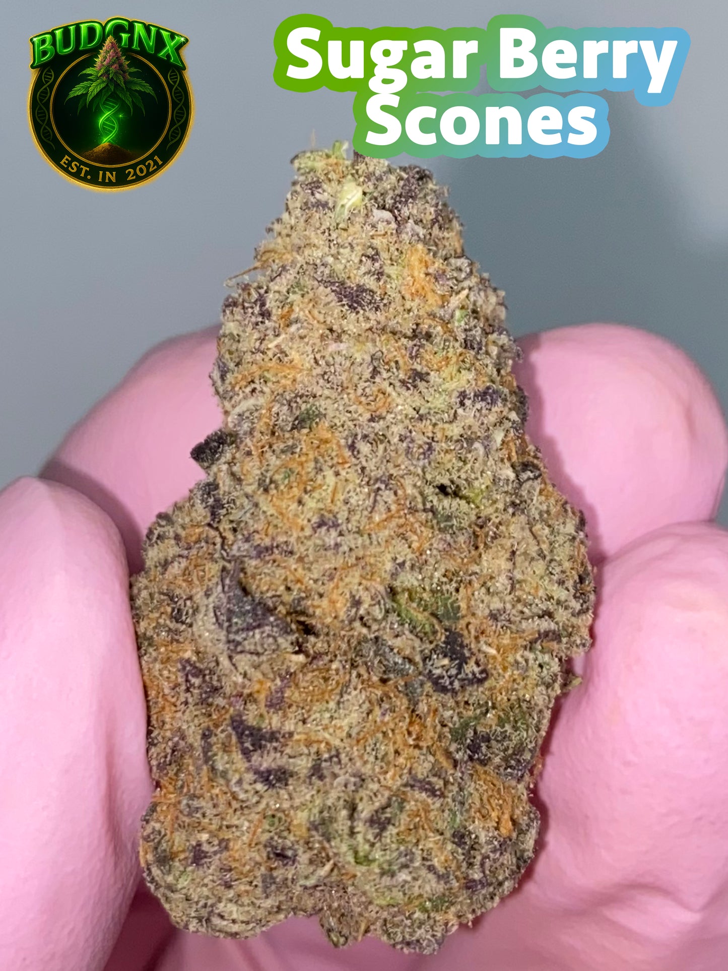 Indoor Exotic - Sugar Berry Scones 🔥