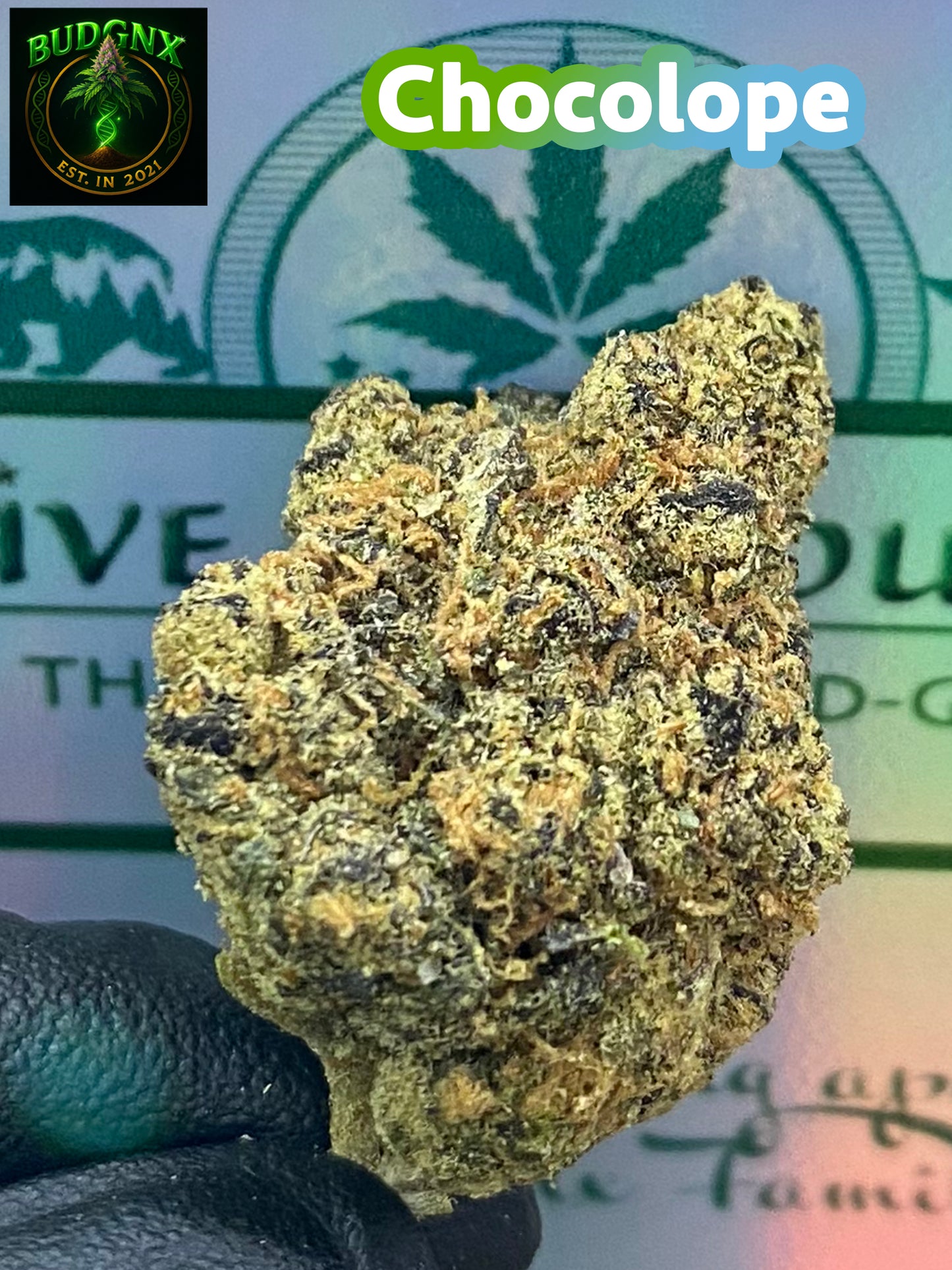 Chocolope -Indoor Exotic Ounce