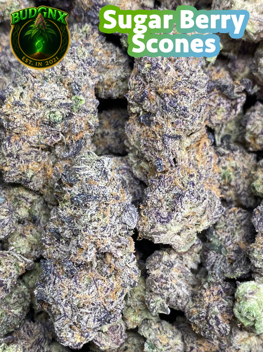 Indoor Exotic  - Sugar Berry Scones 🔥